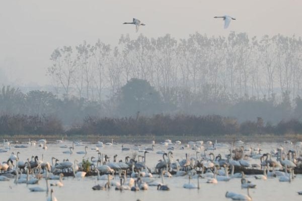Nature reserve in China's Hunan sees migratory bird population surge
