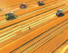 Shanxi's grain production hits a record high