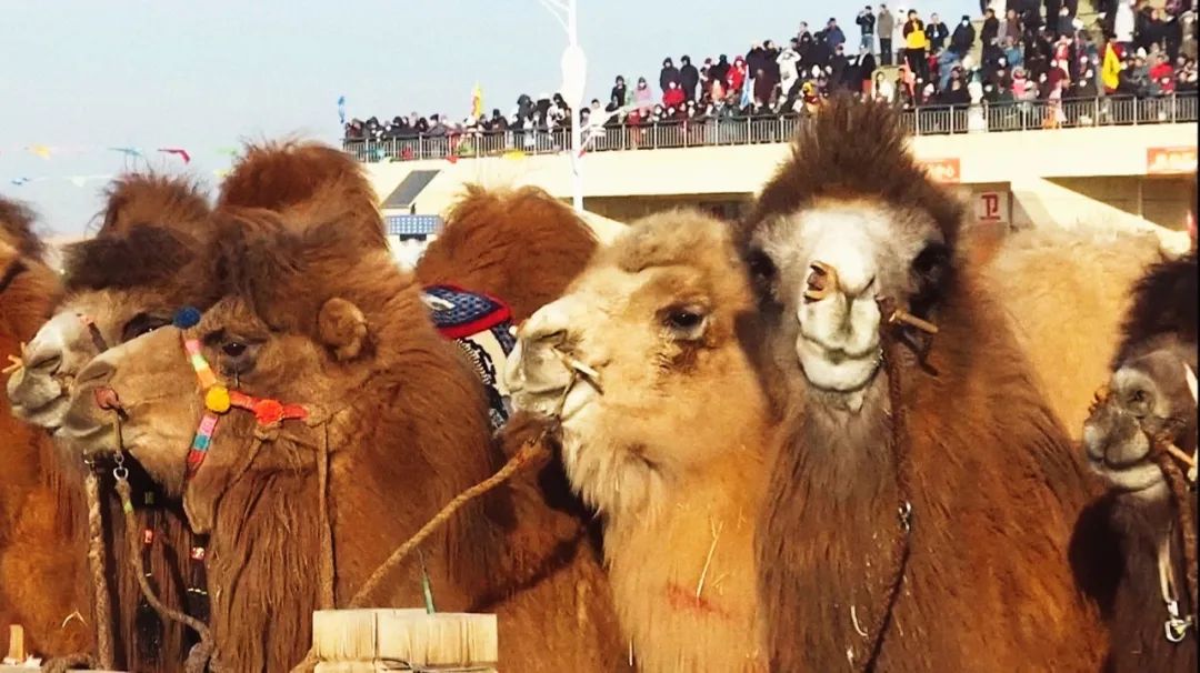 Grand camel nadam kicks off in Alshaa 