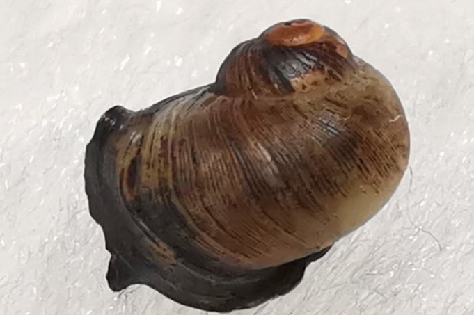 Freshwater snail species spotted in south China after over 100 years