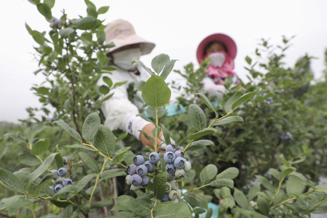 Blueberry fields forever: How a town reinvented itself