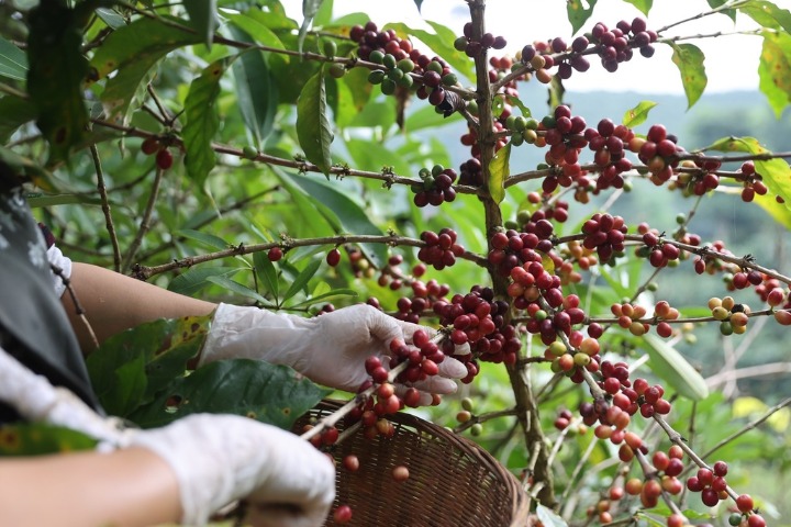 Yunnan's premium beans draw in coffee brands