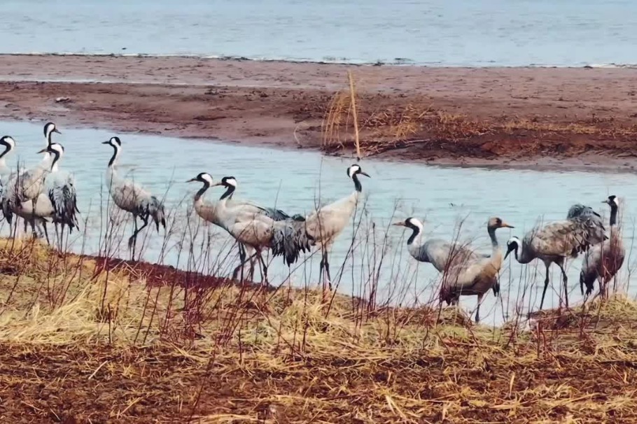 Grey cranes flourish in Shandong thanks to ecological protection