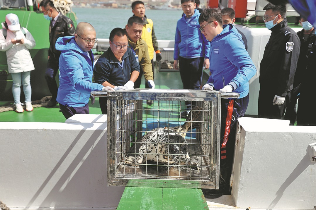 Rescued spotted seals sent back into the wild