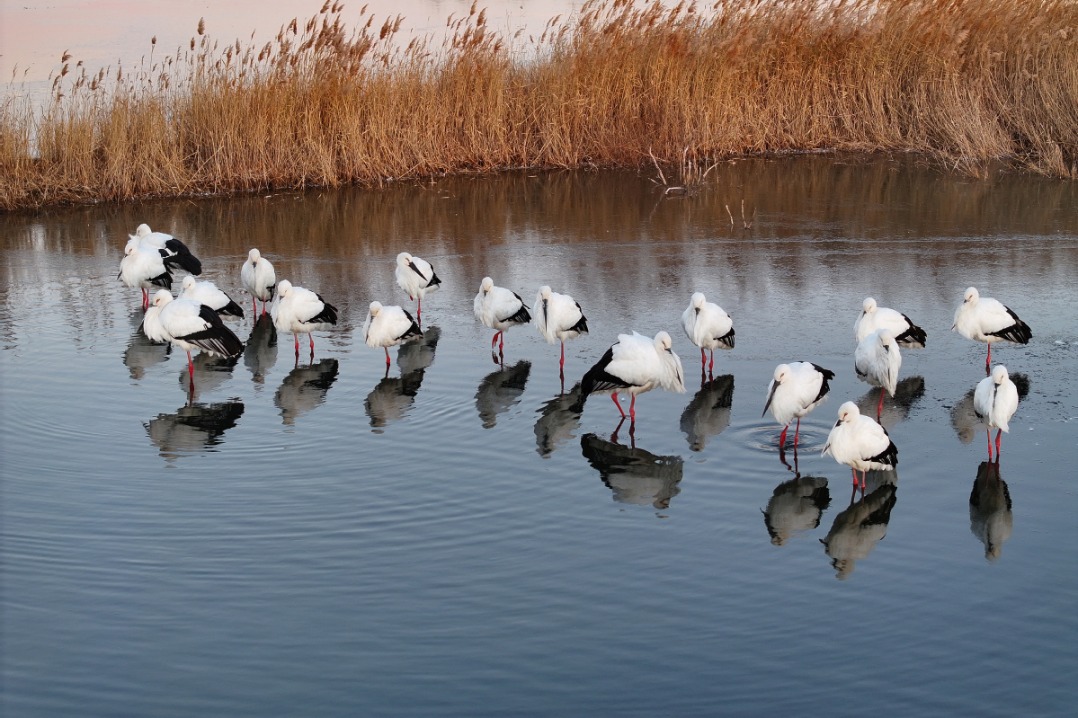 Over 50,000 migratory birds winter in North China lake