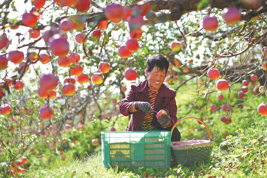 Farmers add shine to apple production