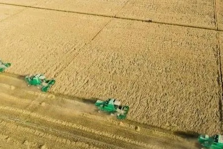 Xinjiang sees another bumper grain harvest