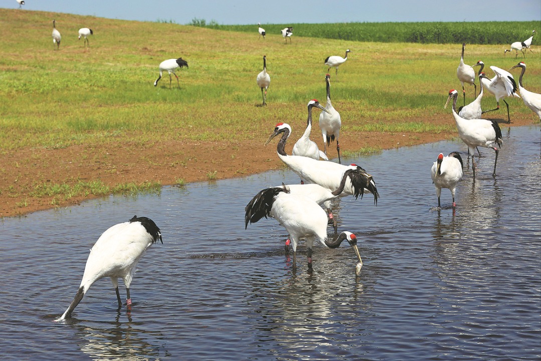 Heilongjiang wetland helps red-crowned cranes flourish