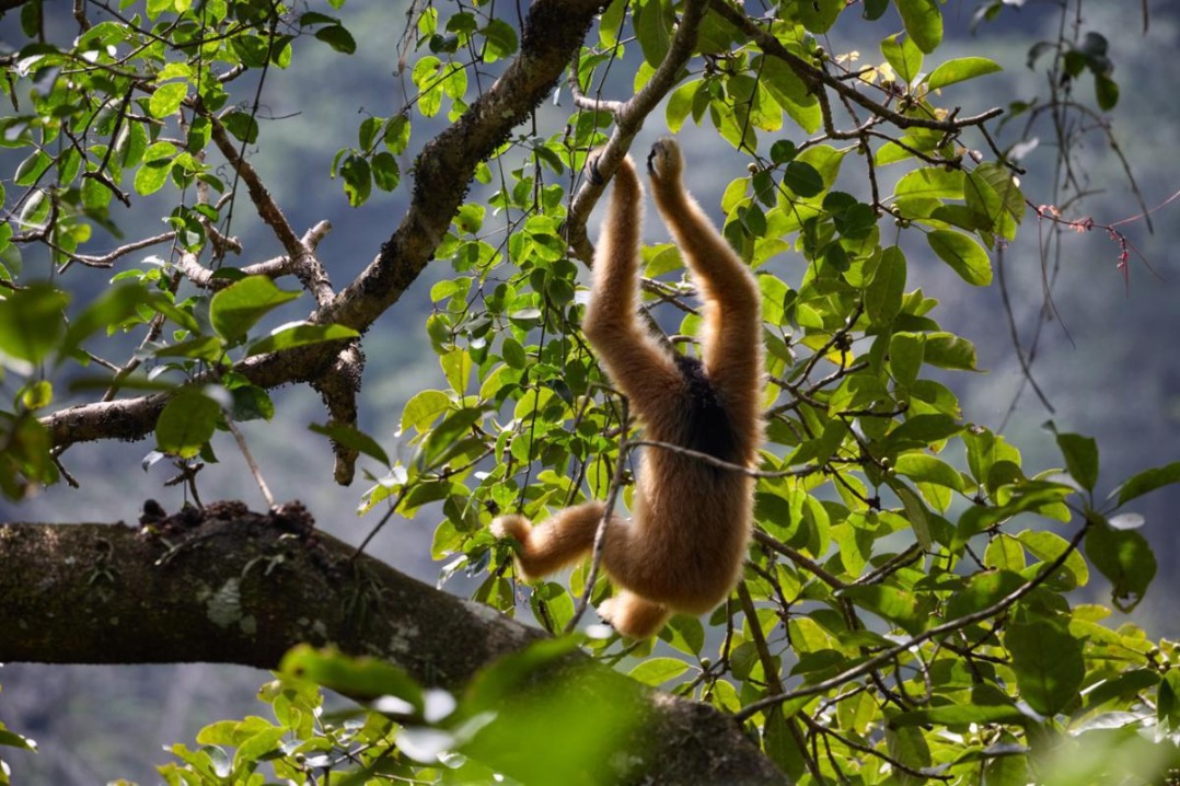 Endangered Cao-vit gibbon population rises in Guangxi