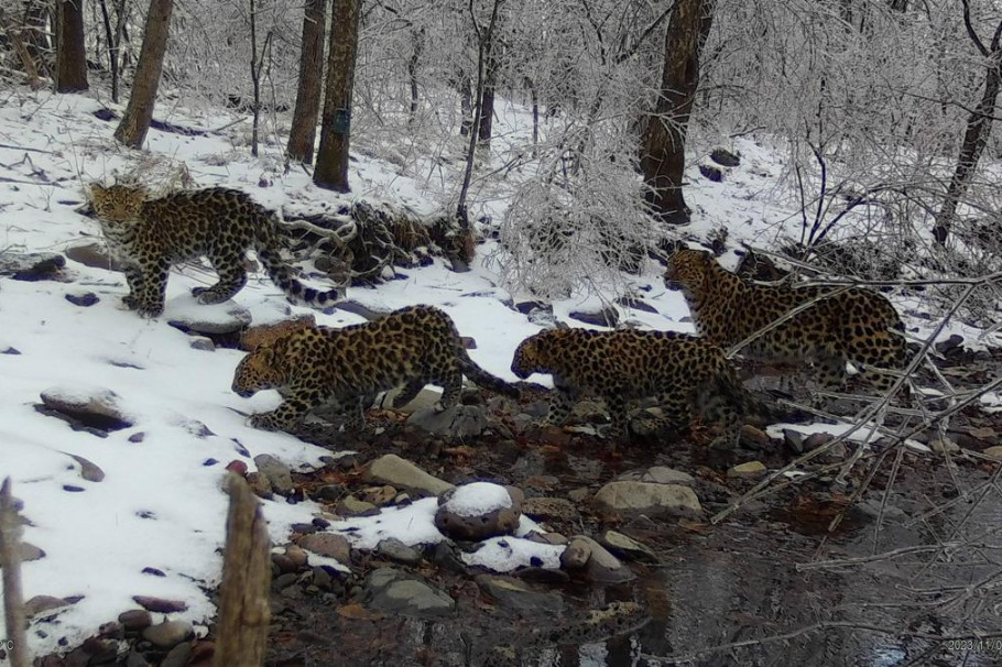 Heartwarming moment: mother Amur leopard guides cubs across river