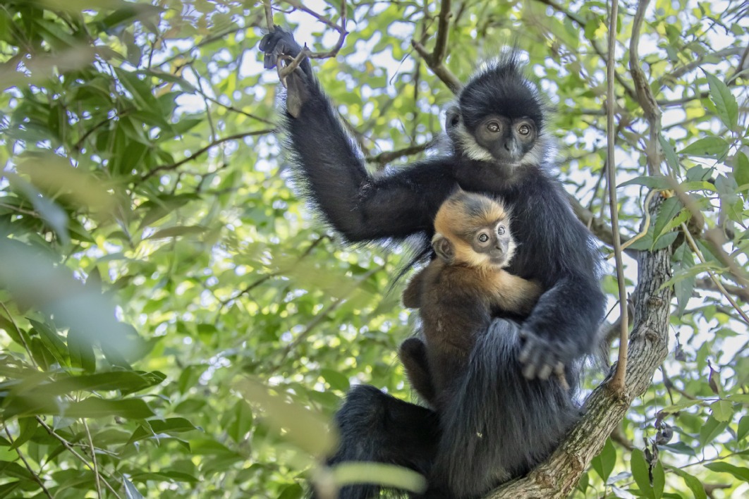 Reserve an ideal home for endangered monkey