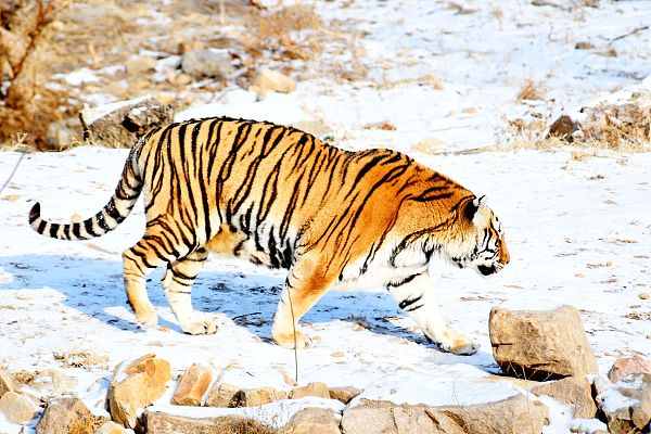 Snowy delight at Qingdao Forest Wildlife World