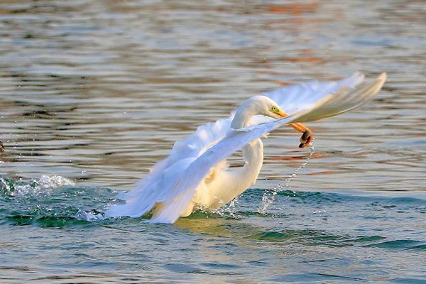 Egrets play during winter at Shanxi wetland park