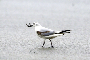 Vulnerable Saunders's gulls spotted in Hebei's wetland