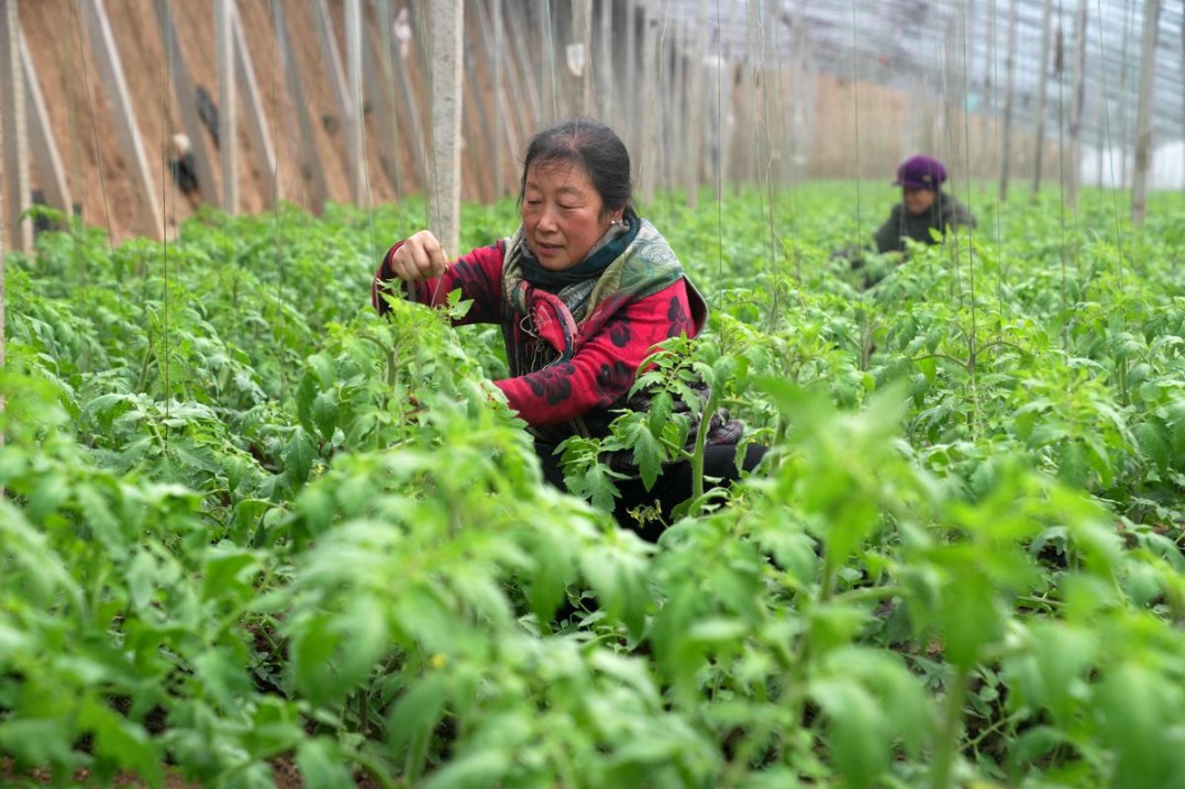 Farmers prepare for the new year's harvest in Hebei