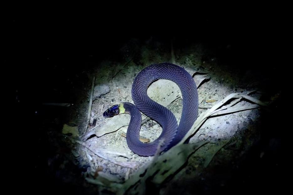 New snake species found in Central China