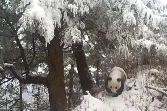 Wild pandas no longer an endangered species