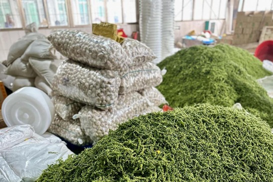 Hainan town's thriving pepper industry is nothing to sneeze at