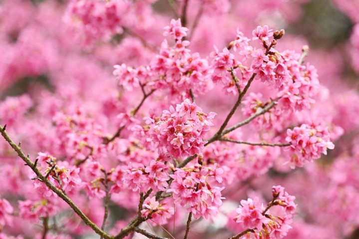 Cherry blossoms in Guangxi