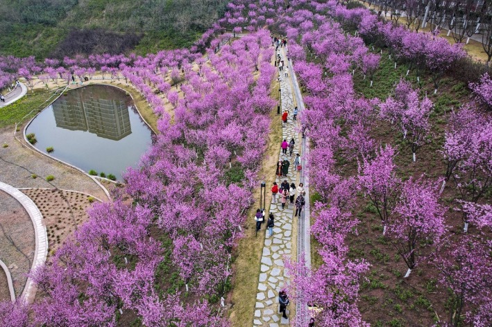 A barren slope in Chongqing transforms into a sea of flowers