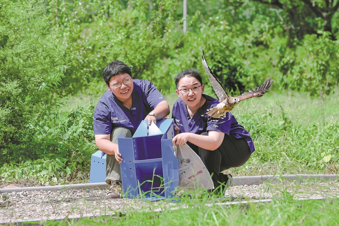 Raptor rescuer keeps birds of prey under her wing