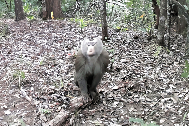 Northern pig-tailed macaques spotted in Yunnan