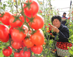 Shanxi transforms economy through rural vitalization