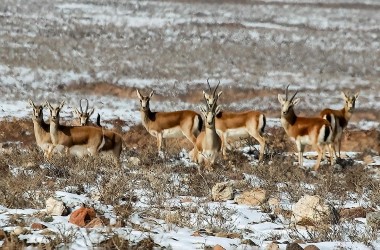 Goitered gazelles thrive in Gansu