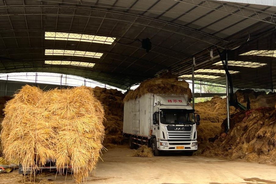 Farmers find ways to make use of leftover rice straw
