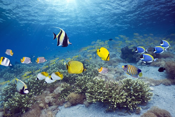 Draft floats more marine protection