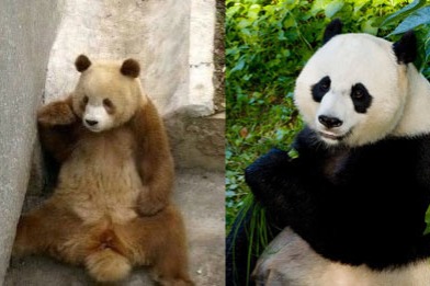 Scientists find genetic basis making some pandas brown