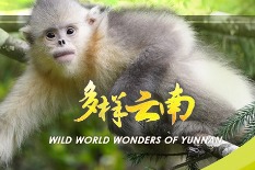 Explore Yunnan's wildlife treasures