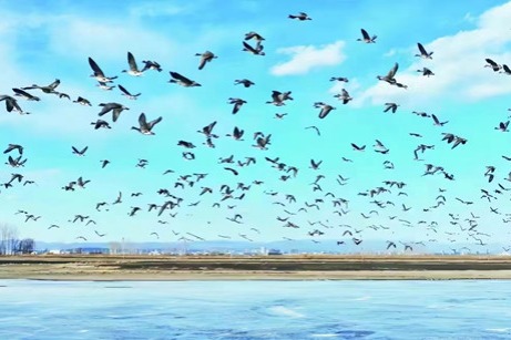 Annual spectacle: Hunchun welcomes masses of migratory birds