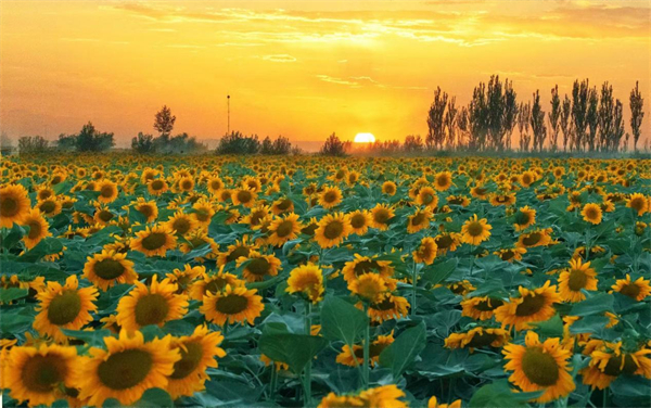 International Sunflower Conference to be held in Wuyuan this August