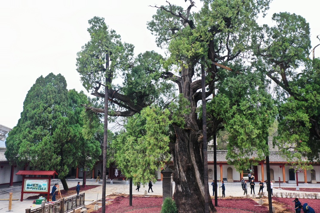 Ancient tree stands tall near Yellow Emperor tomb in NW China