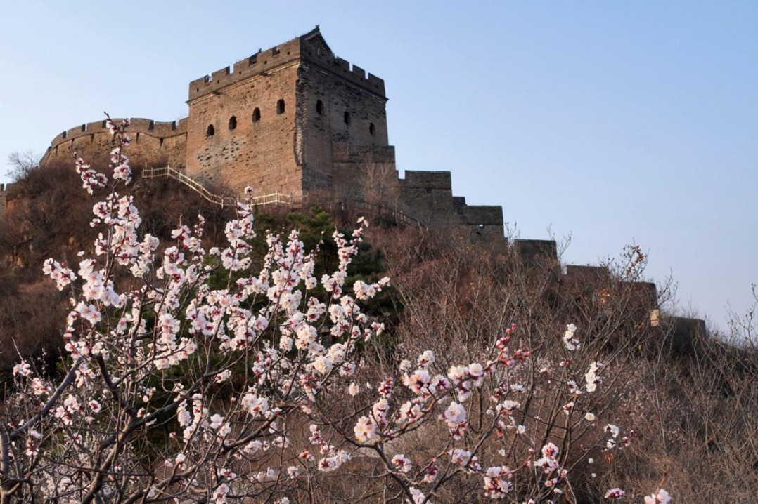 Apricot flower festival draws 20,000 tourists to the Great Wall