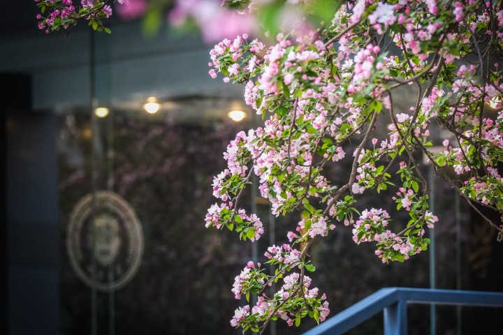 2024 Tianjin University Crabapple Blossom Festival Open Day attracts 60,000 people
