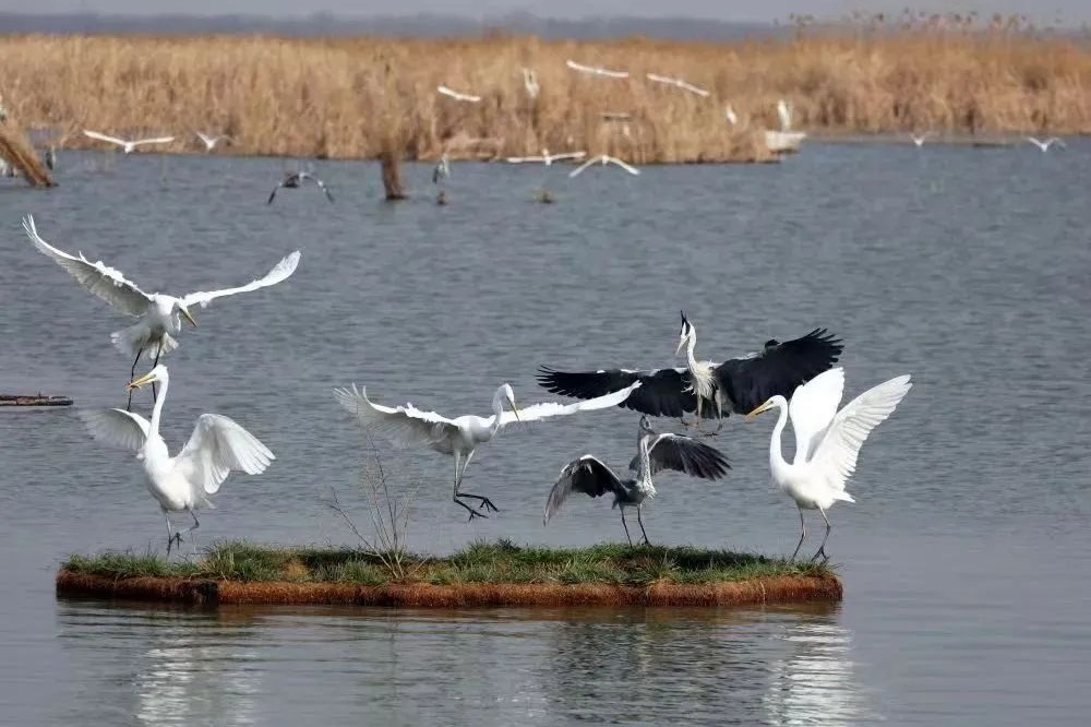 North China's Hebei releases first all-season birdwatching map