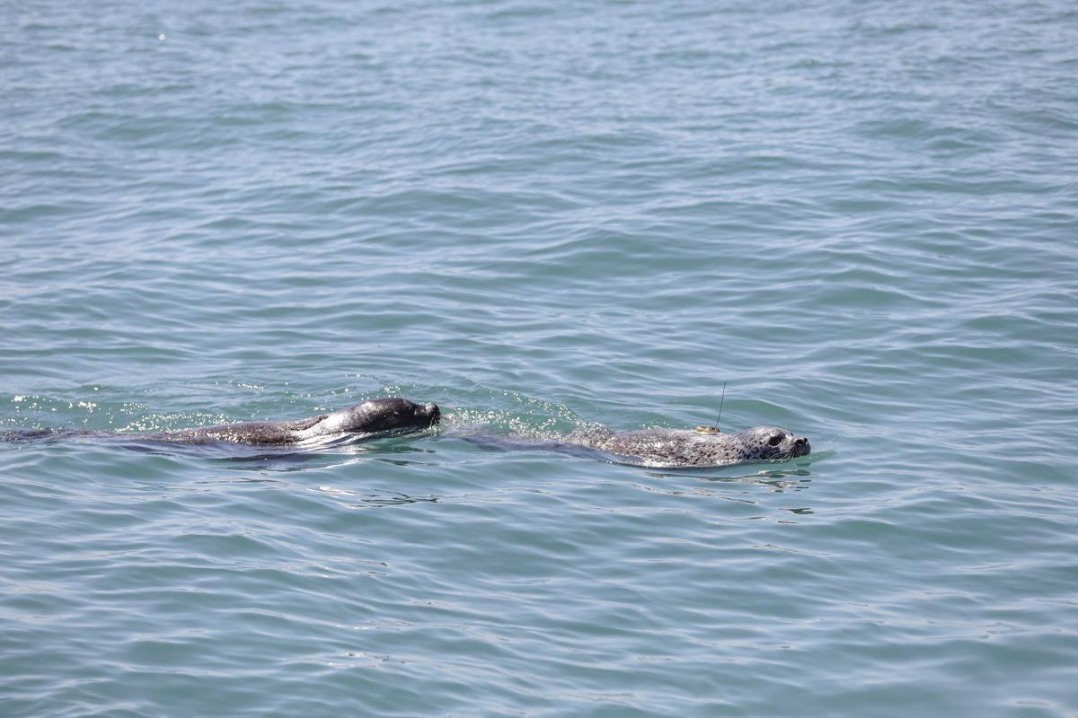 Dalian celebrates spotted seal awareness: 10 seals released