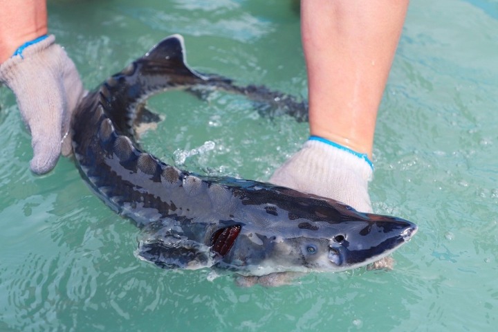 Wild Chinese sturgeon found in East China's Anhui