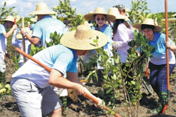 Mangroves flourish with green efforts