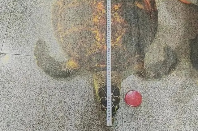 Chengdu man receives suspended sentence for buying endangered turtle specimen