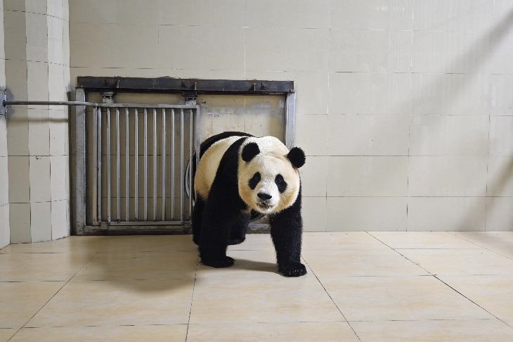 Giant panda Fu Bao arrives in Chengdu