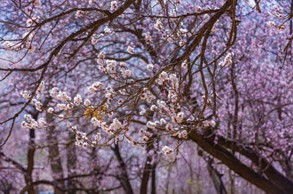 Spring blossom guide: Explore the floral beauty of Hohhot 