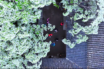 Chinese Fringe Trees at Meng Family Mansion bloom