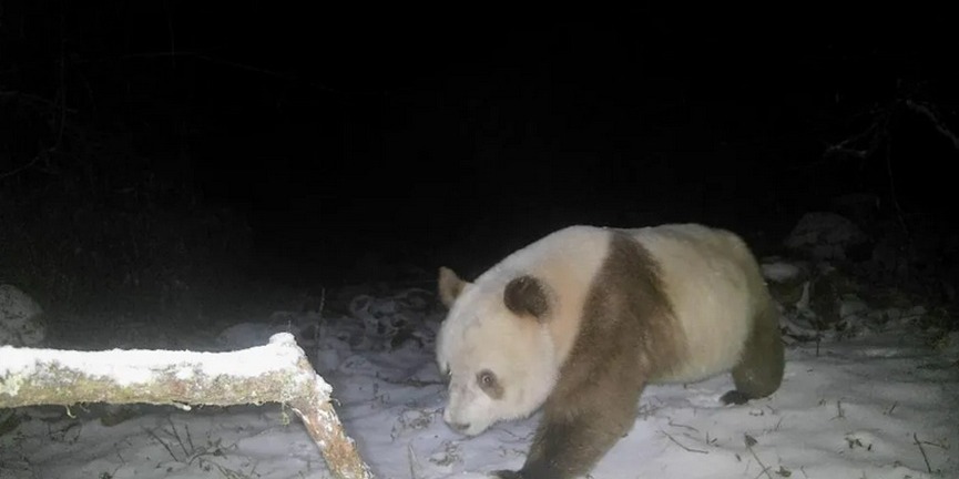Rare brown giant panda spotted in NW China