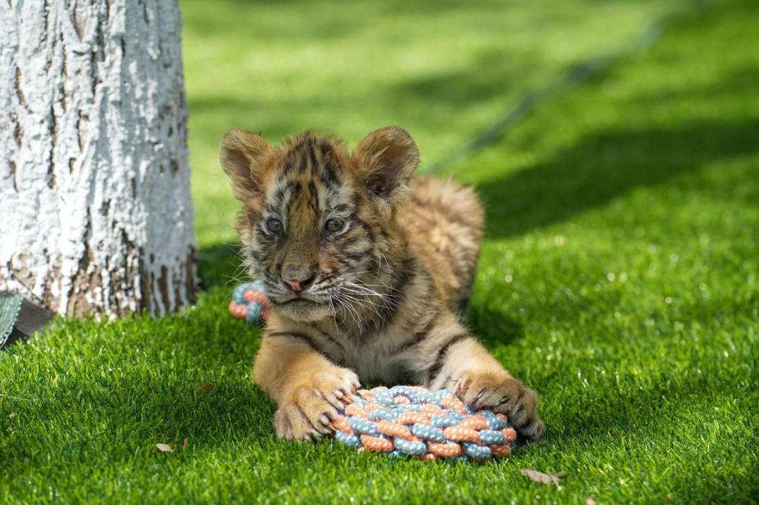 Siberian tiger cubs flourish in Chinese breeding centers