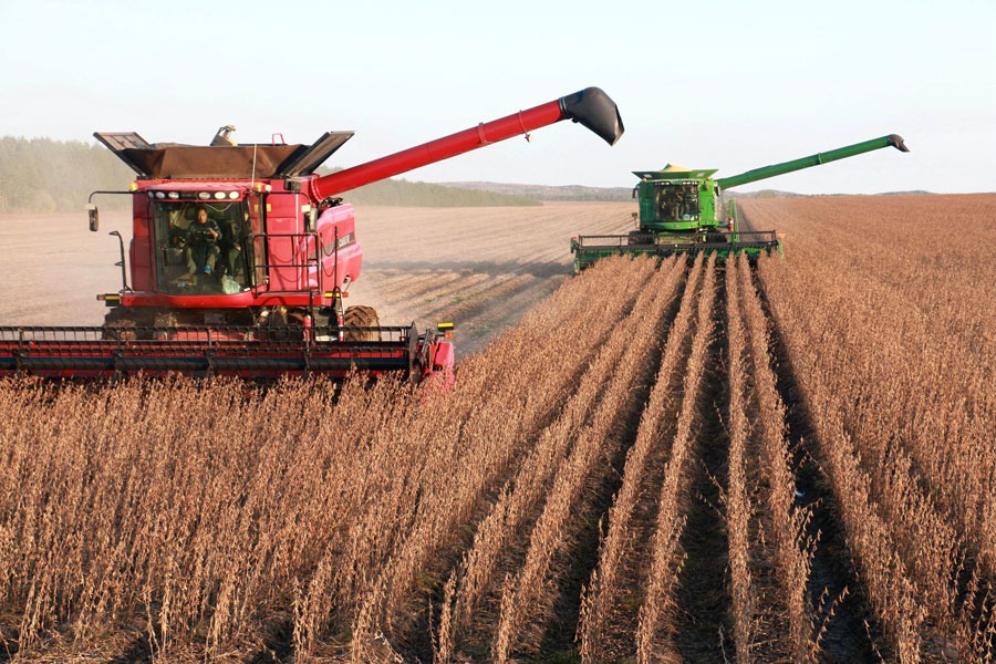 Chinese farmers enthusiastic about growing soybean