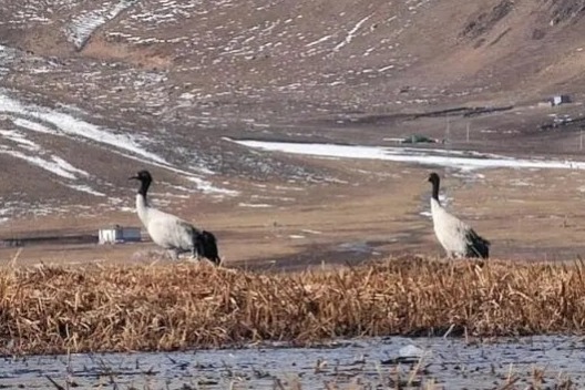 Rare crane sees significant population growth in China's Qinghai