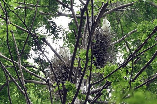 Yangzhou park becomes haven for egrets